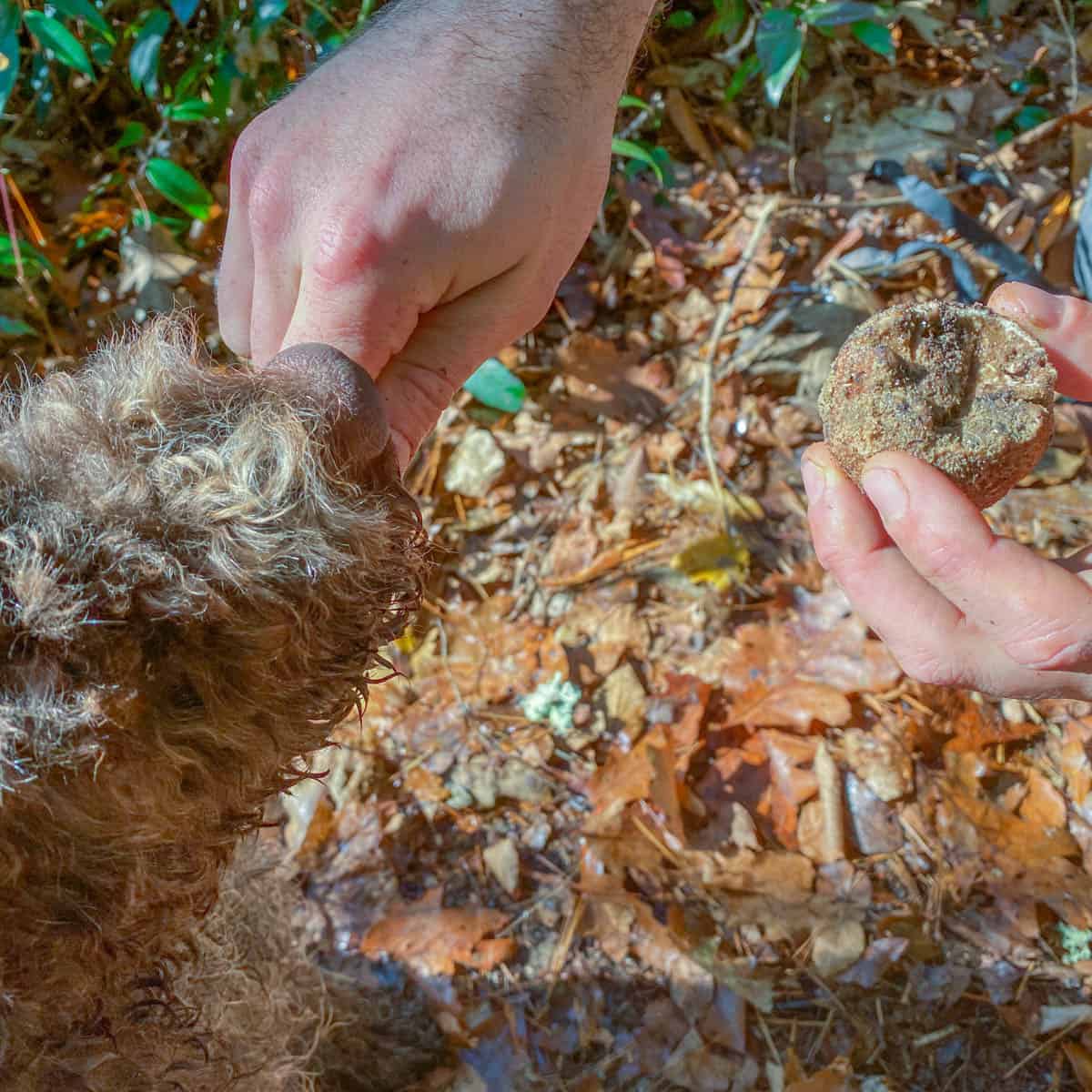 Feeding a truffle dog a treat for a truffle