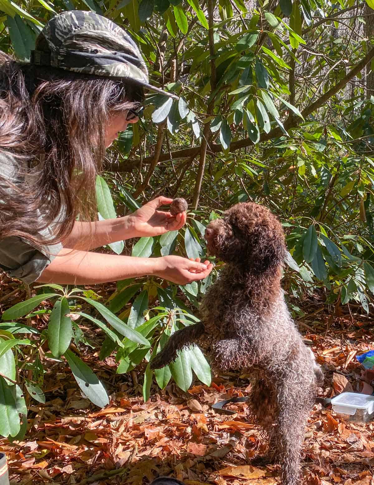 giving a truffle dog treats