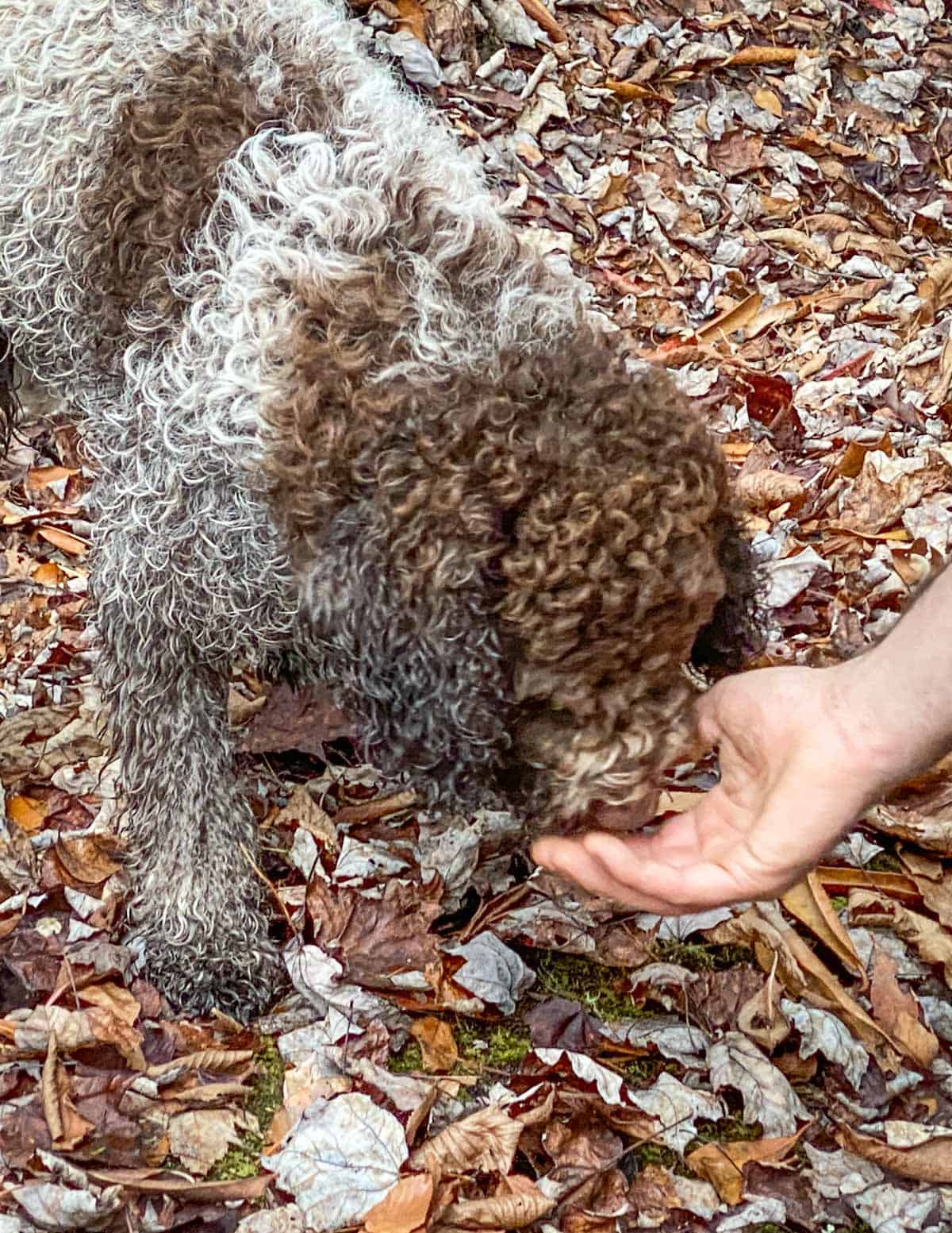 giving a truffle dog treats