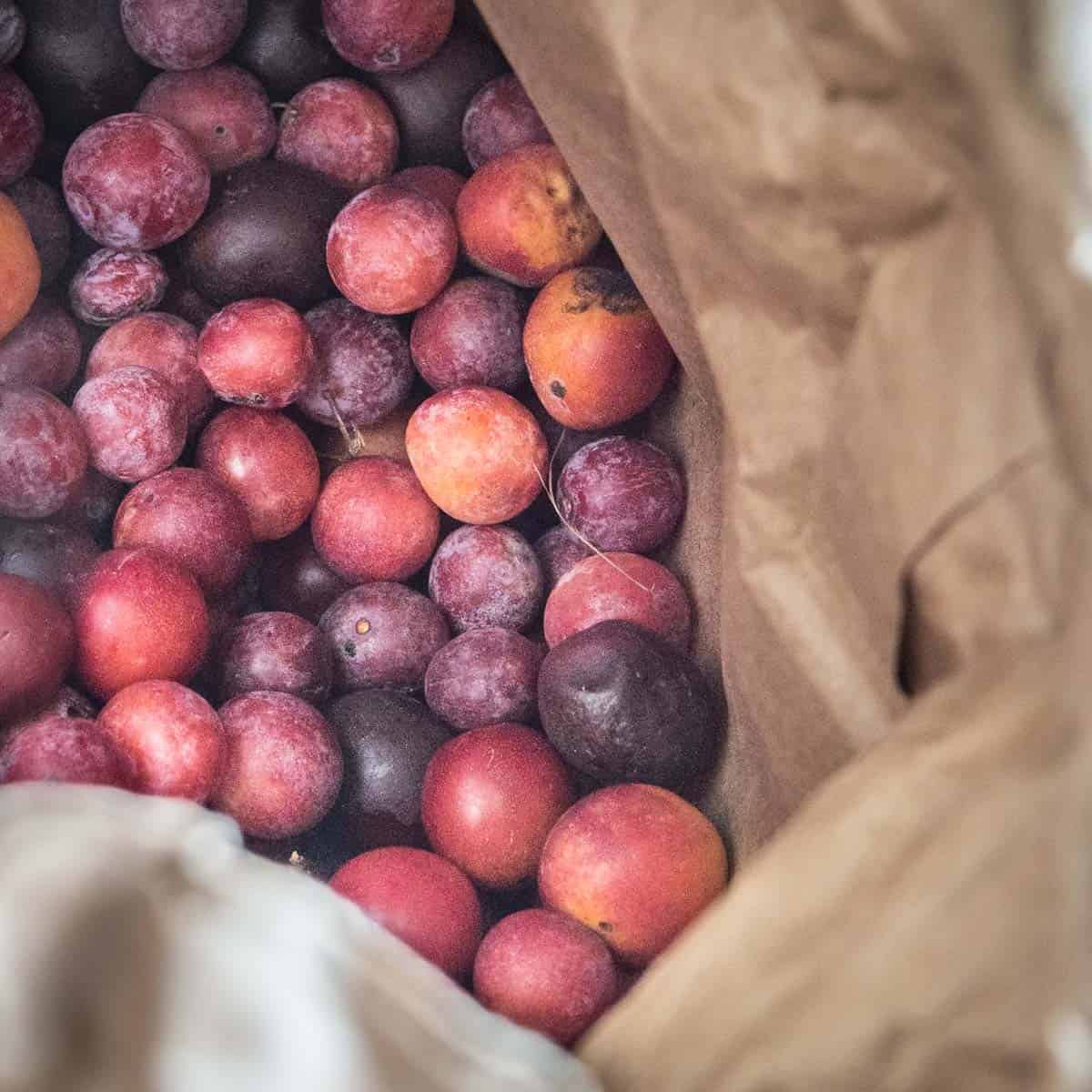 multi-colored wild plums ripening in a paper bag.