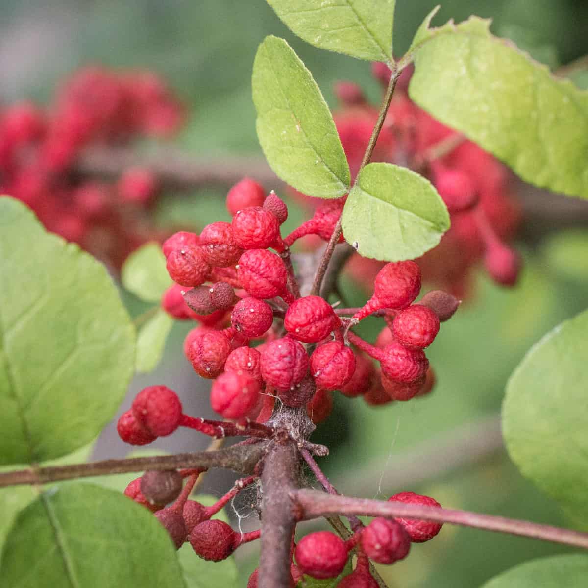 ripe red prickly ash berries on a branch
