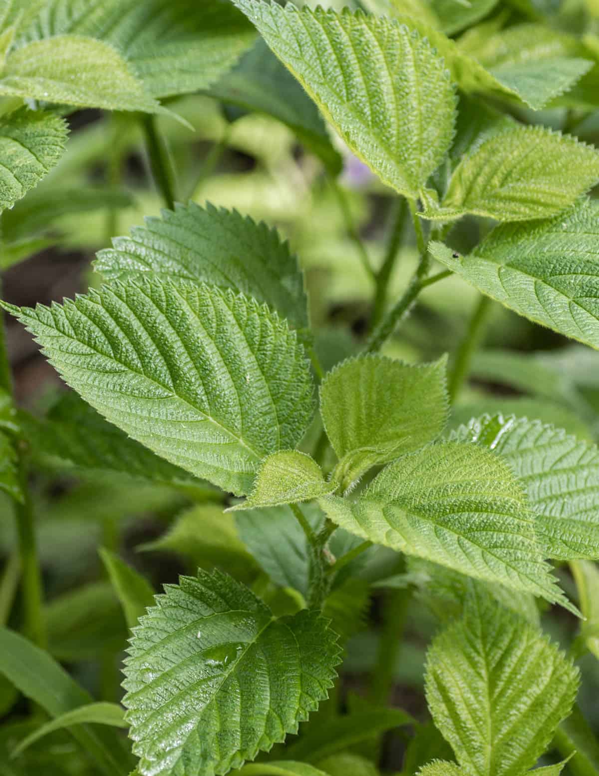 wood nettles or Laportea canadensis