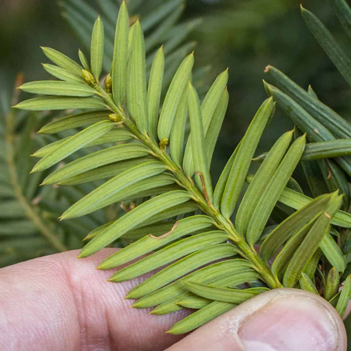 Poisonous yew tips underside