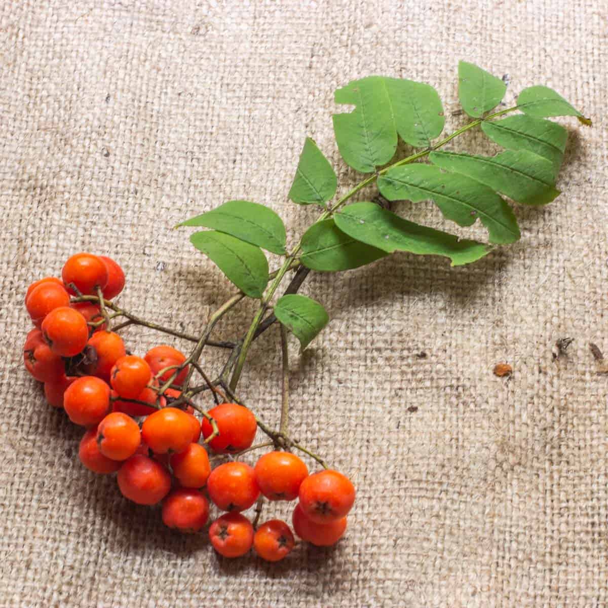 rowanberries on a branch on a burlap sack 