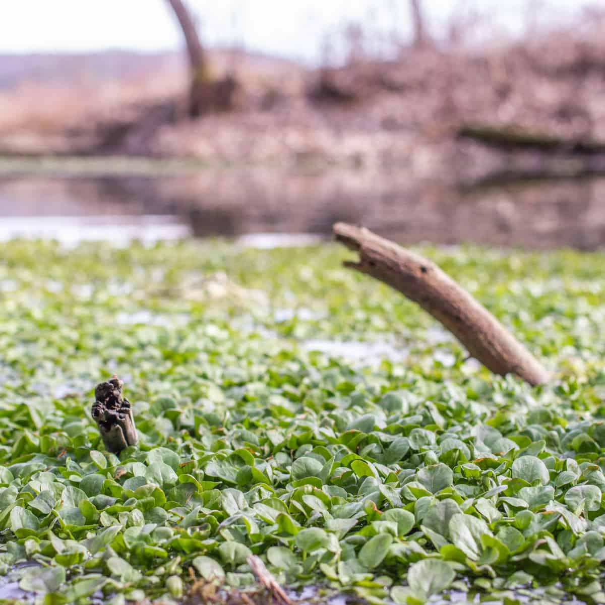 Wild watercress or Nasturtium officinale in a spring 
