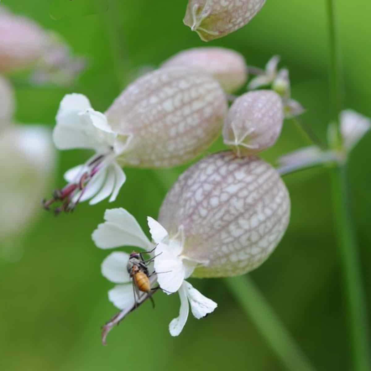 silene vulgaris flower and calyx with a fly