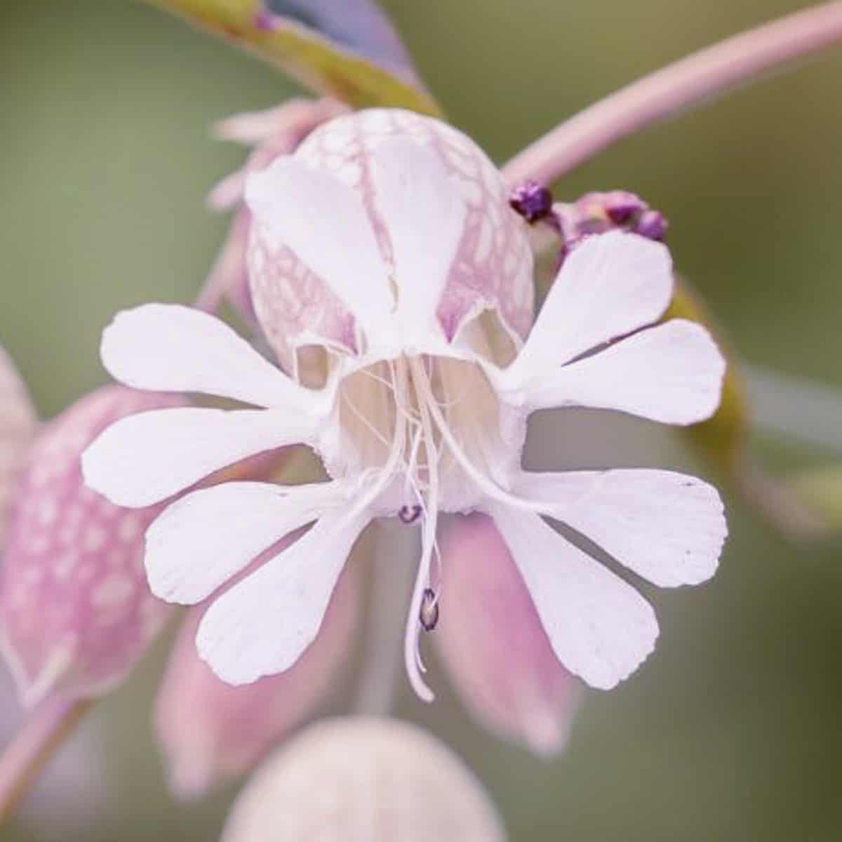 silene vulgaris flower showing 5 sepals