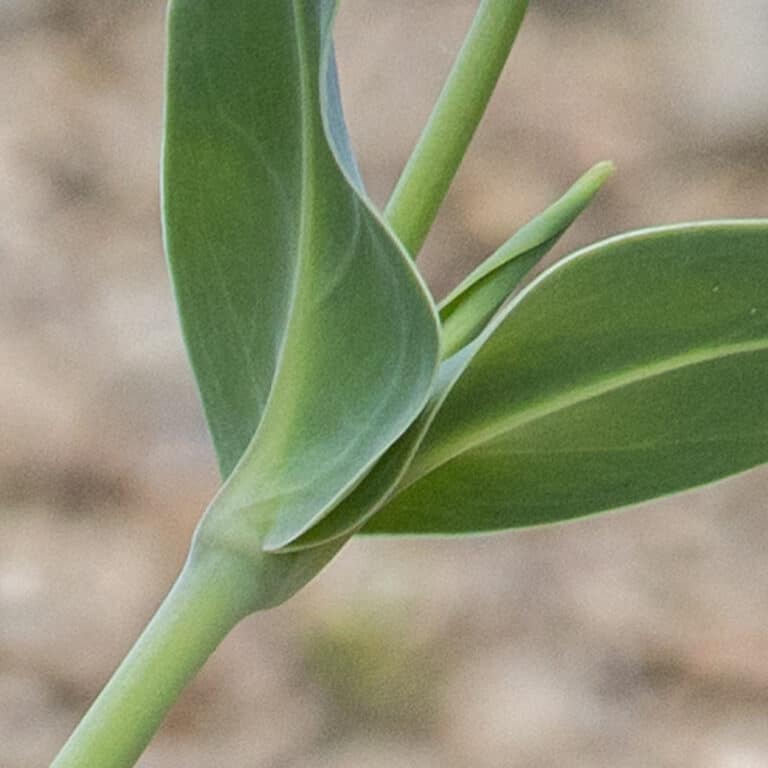 Precio: €1.95 - Semillas La Colleja (Silene Vulgaris - Foto 11