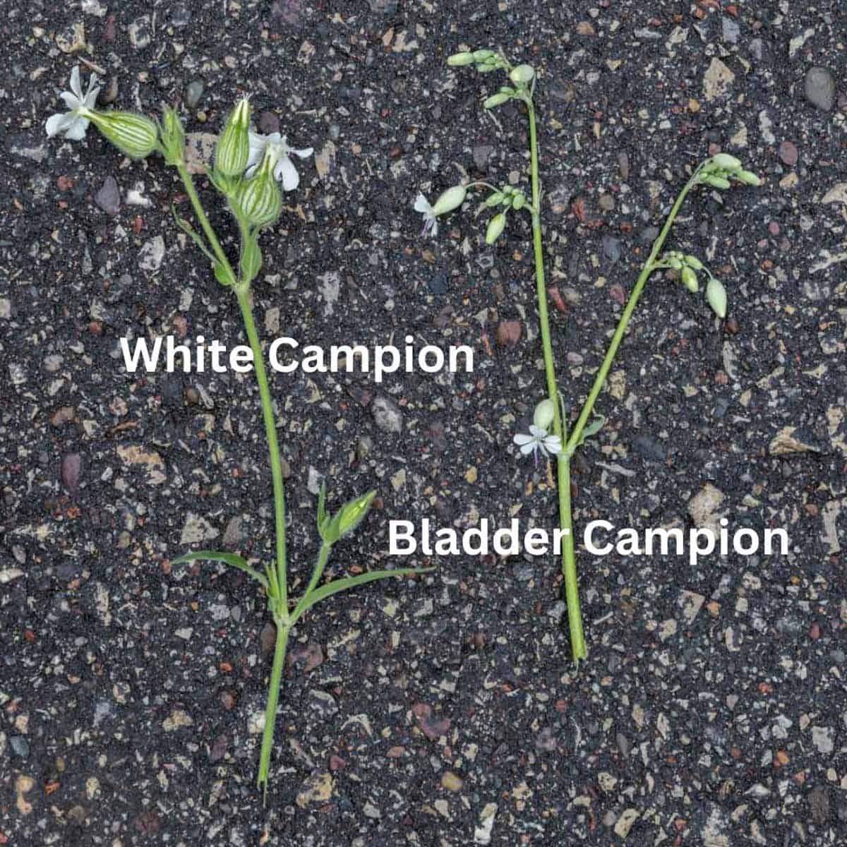 white campion laid next to bladder campion for identification
