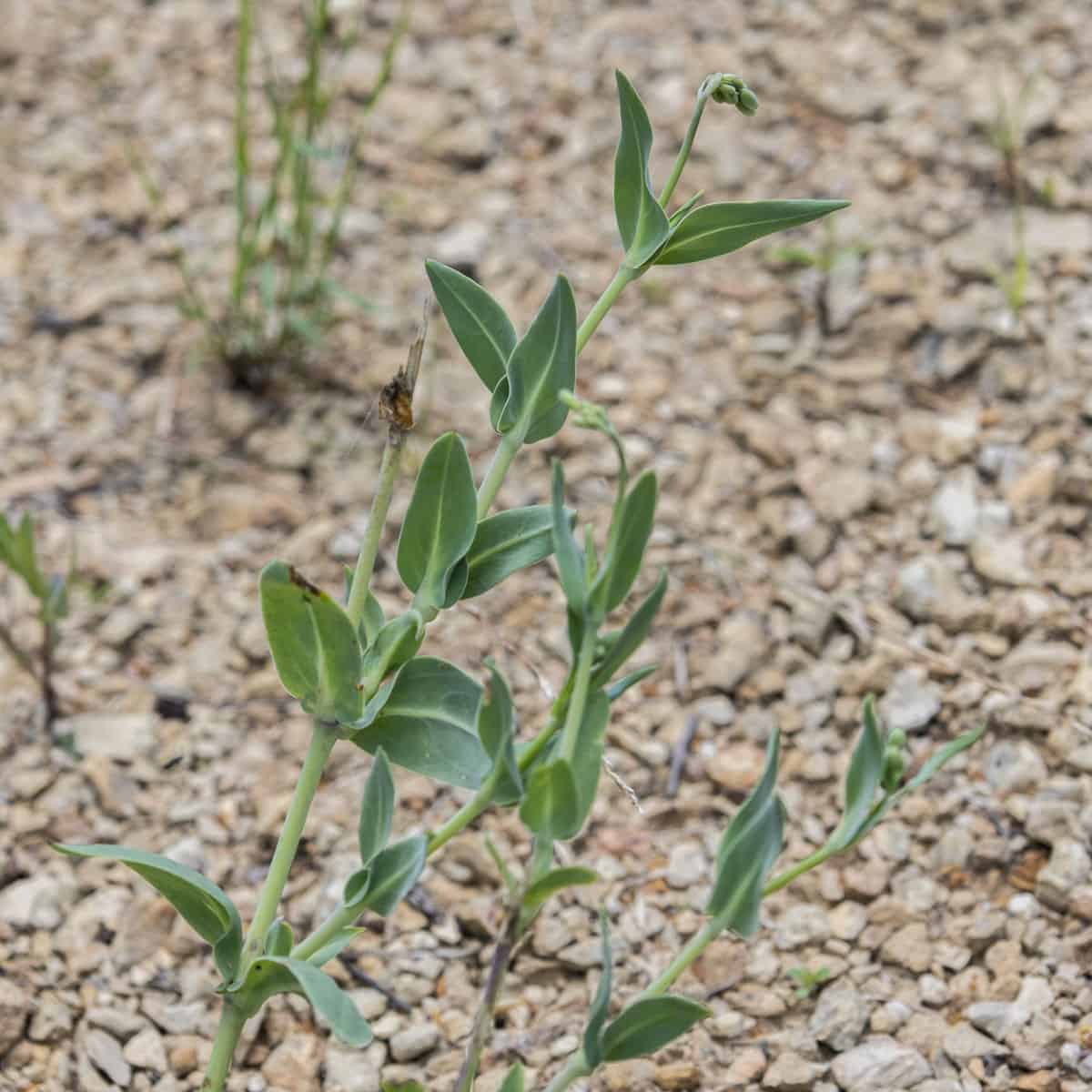 bladder campion outside in rocky, gravelly soil