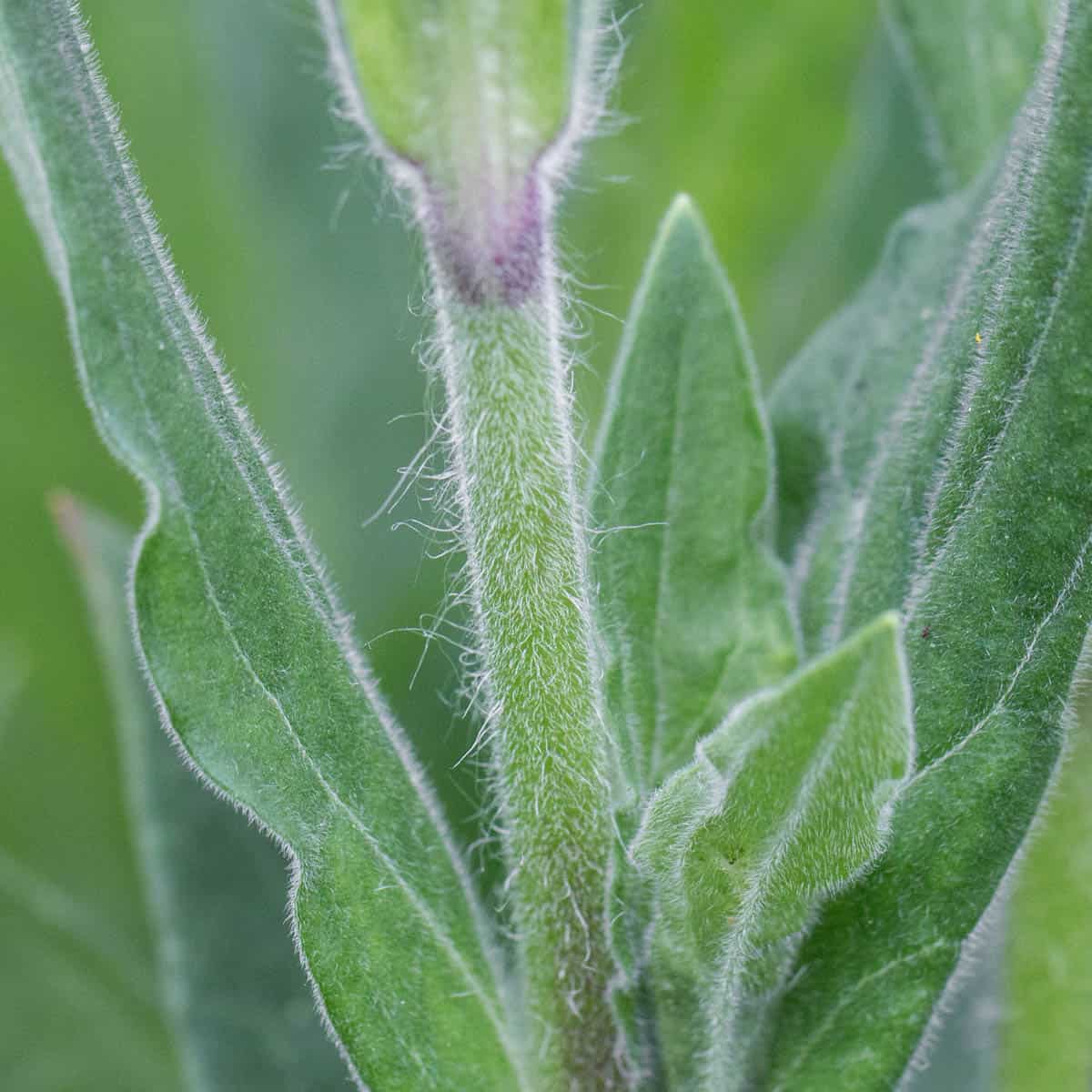 white campion stem showing hairs