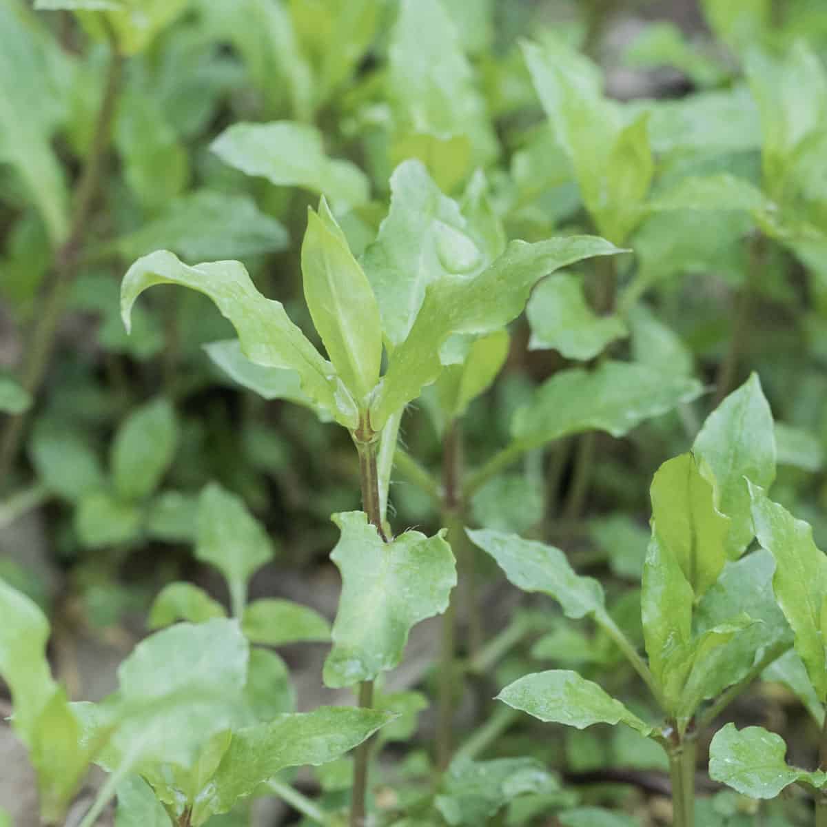 chickweed or Stellaria