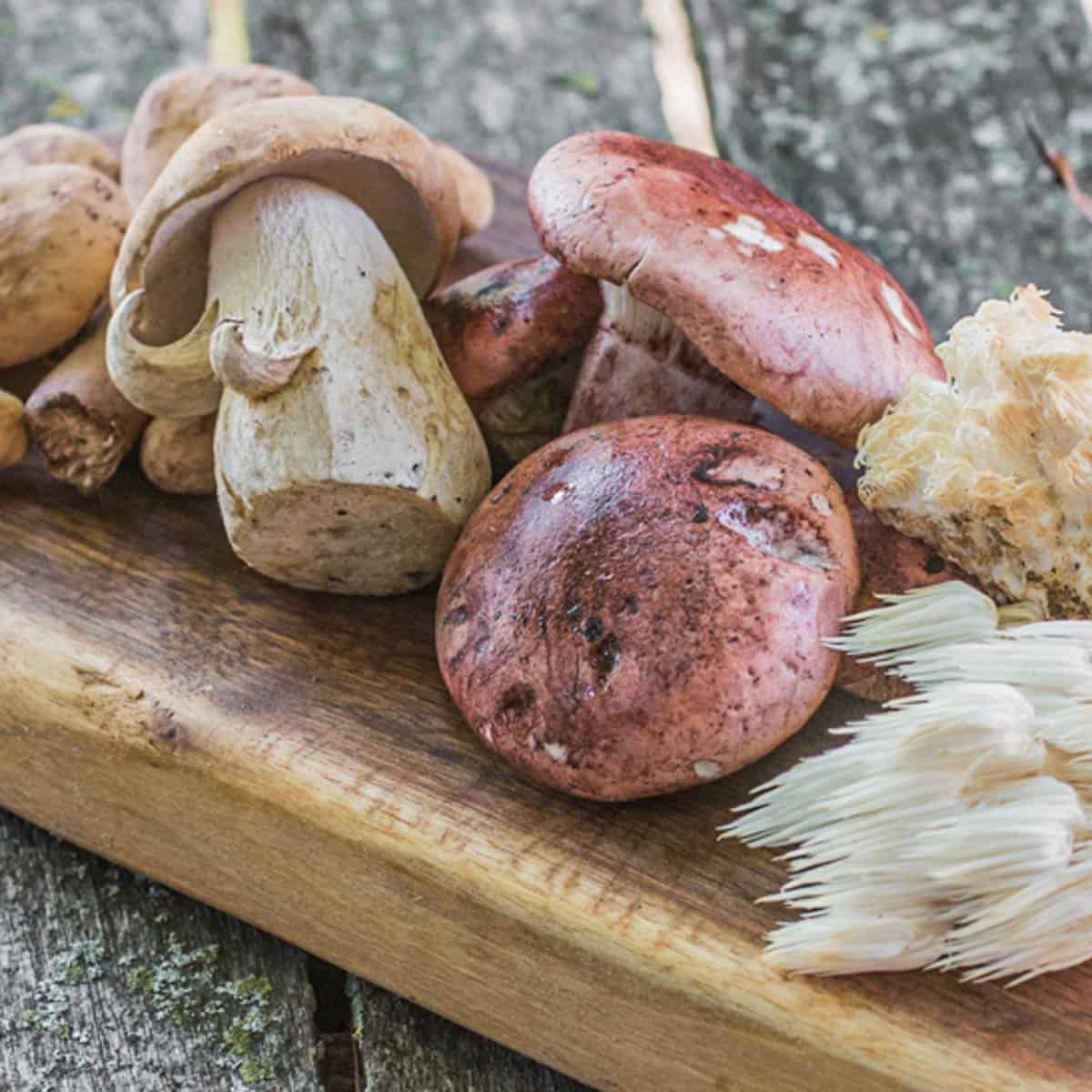 porcini and other wild mushrooms on a board