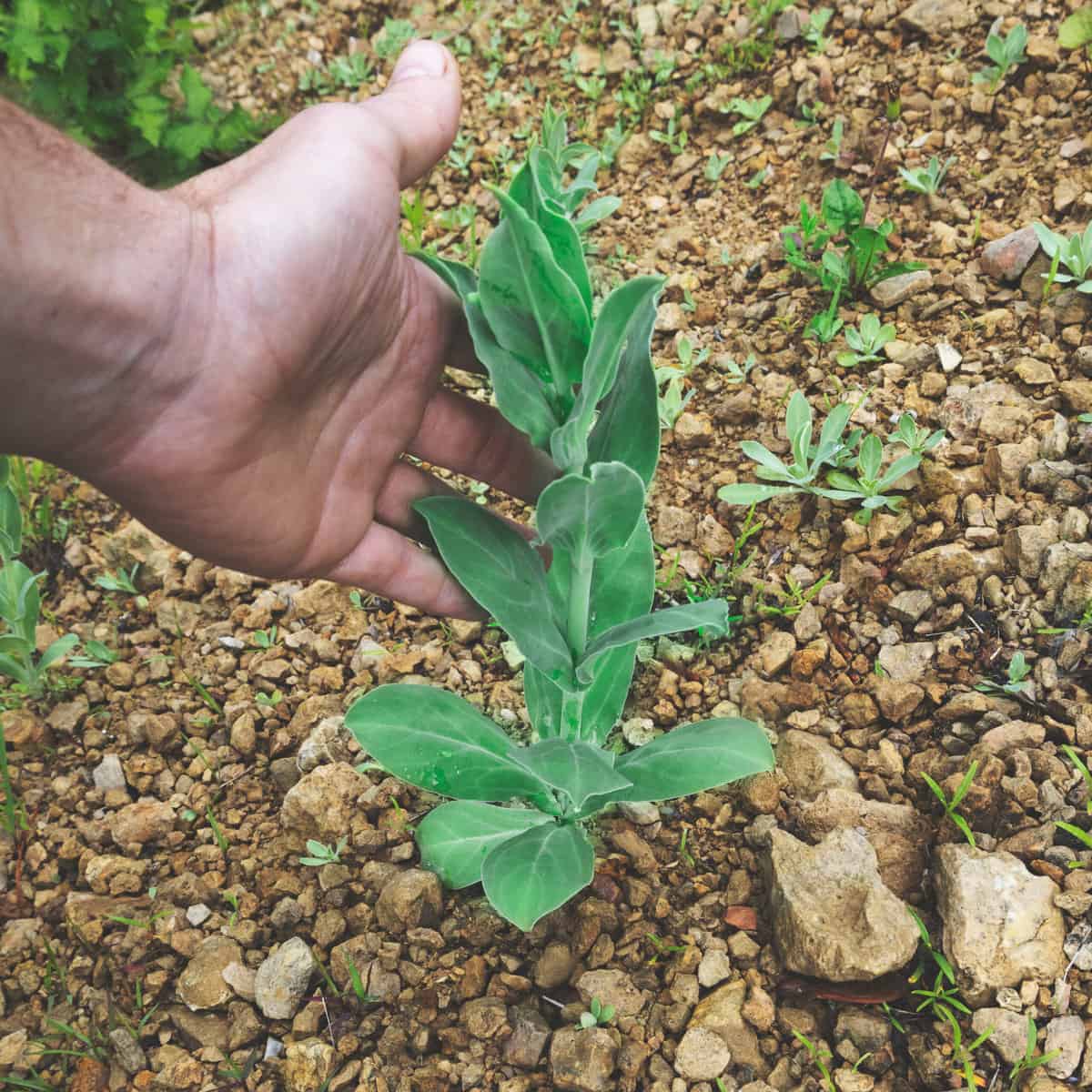 Silene vulgaris or bladder campion shoots