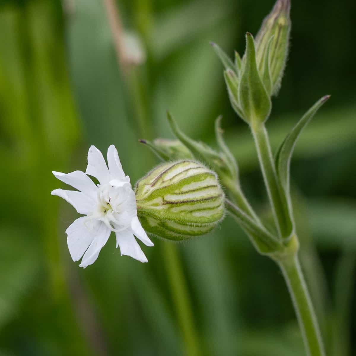 white campion flowers or Silene alba, silene latifolia 