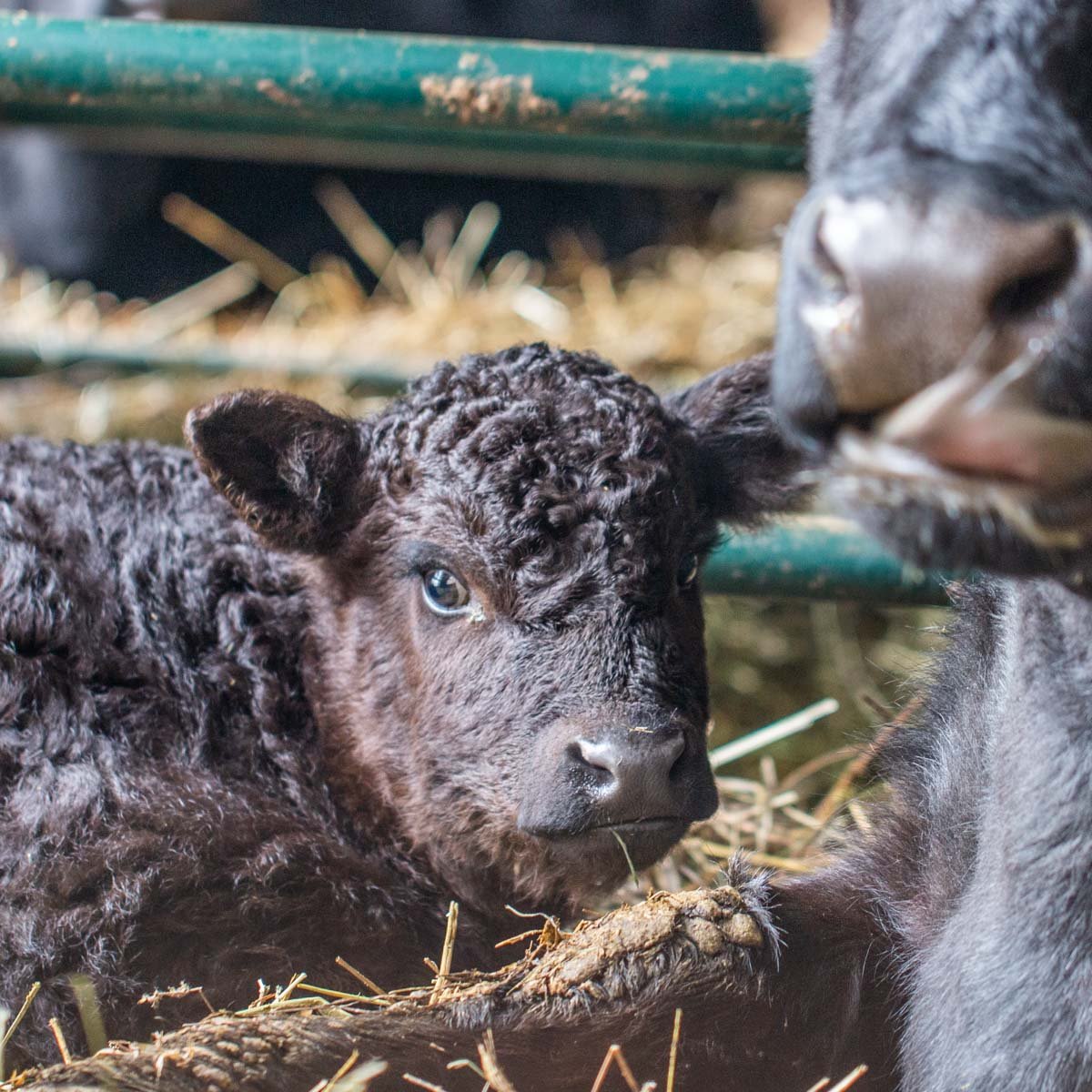 a young rose veal calf with it's mother