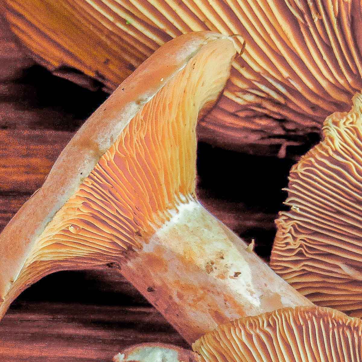orange mushrooms with orange gills 