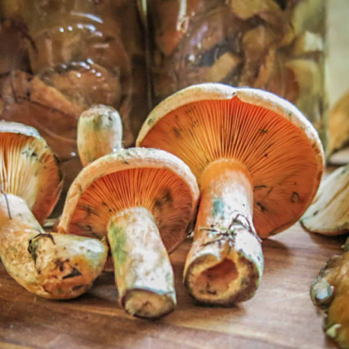 fresh orange mushrooms next to jars of pickled mushrooms 