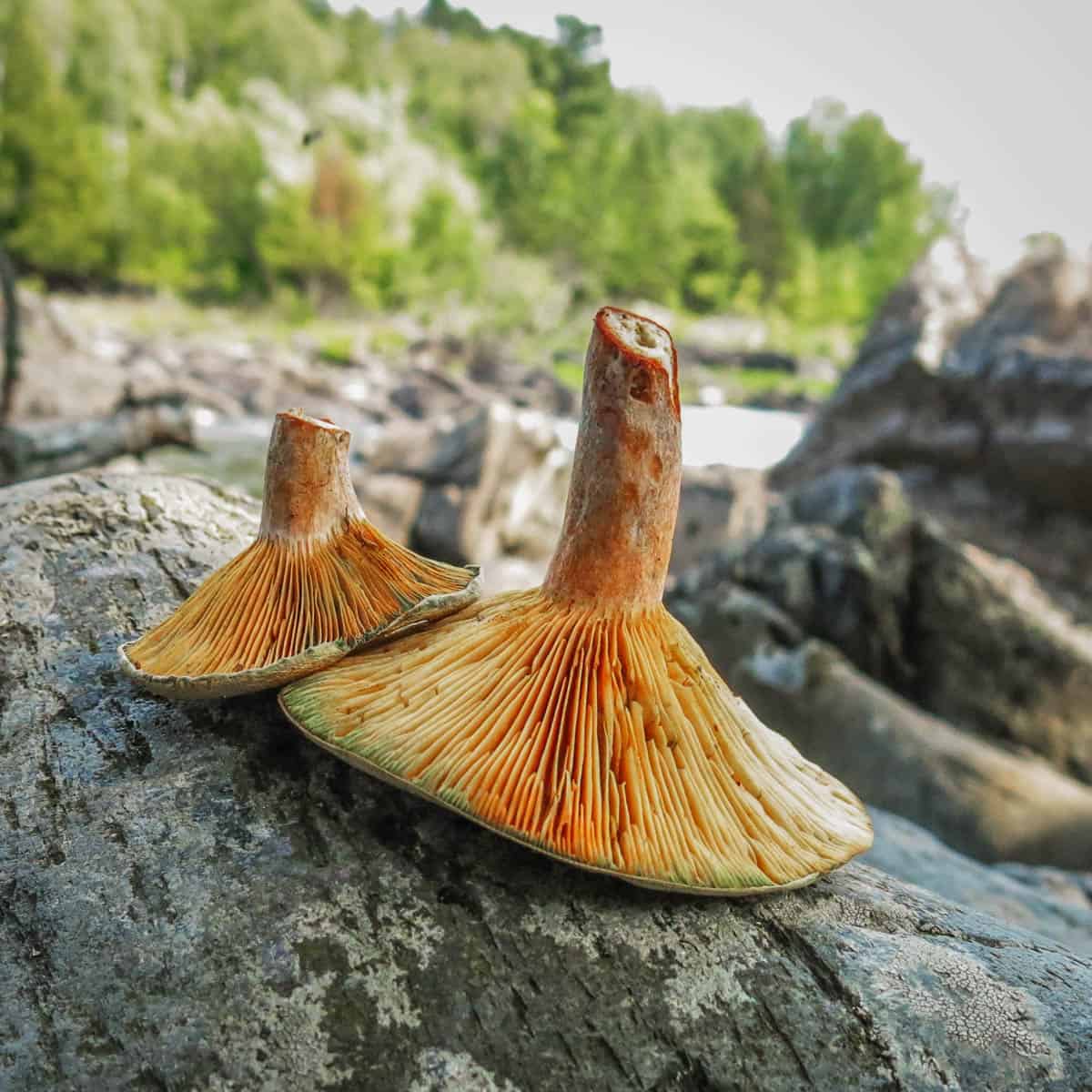 orange mushrooms with green staining on a rock 