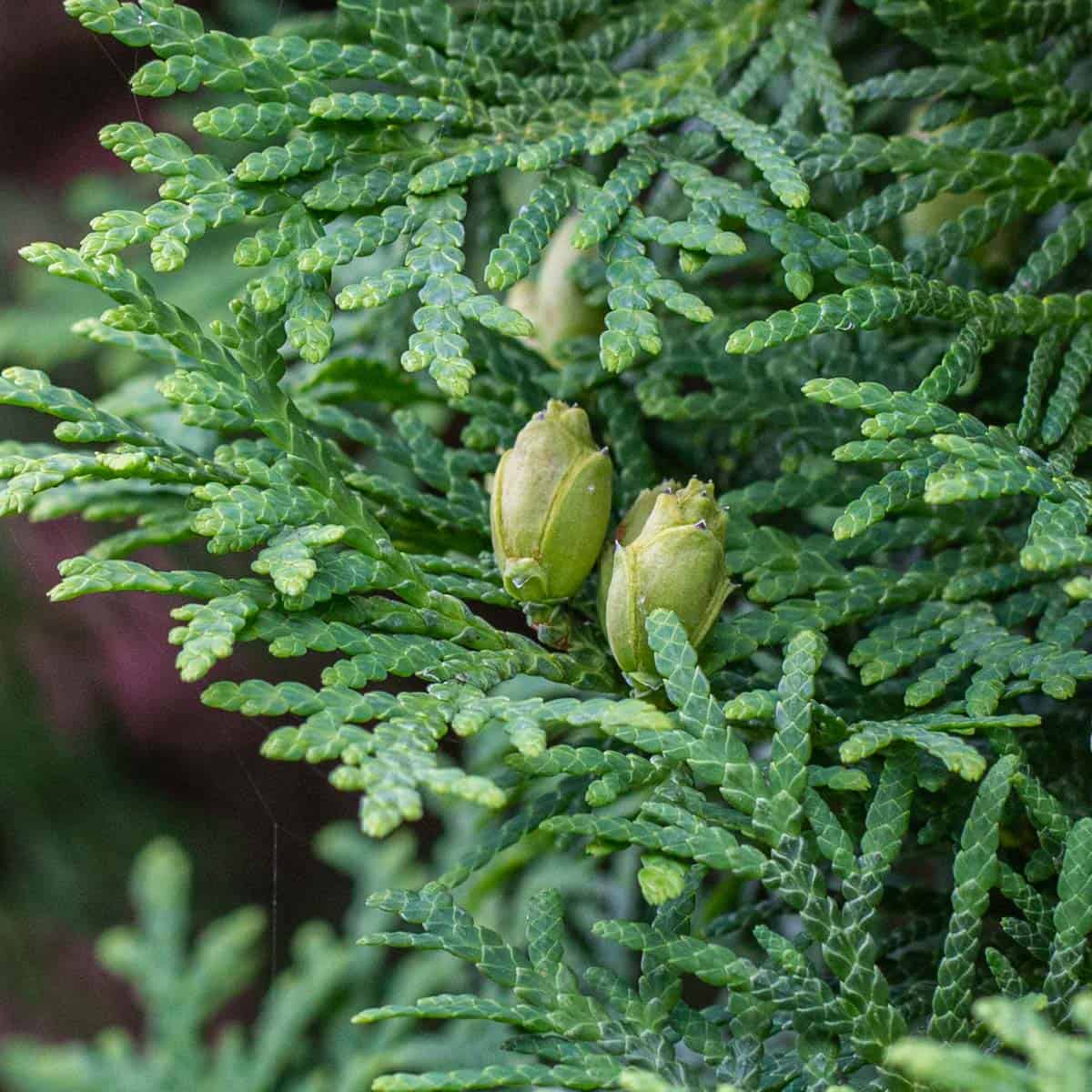 Eastern white cedar cones on a tree. 