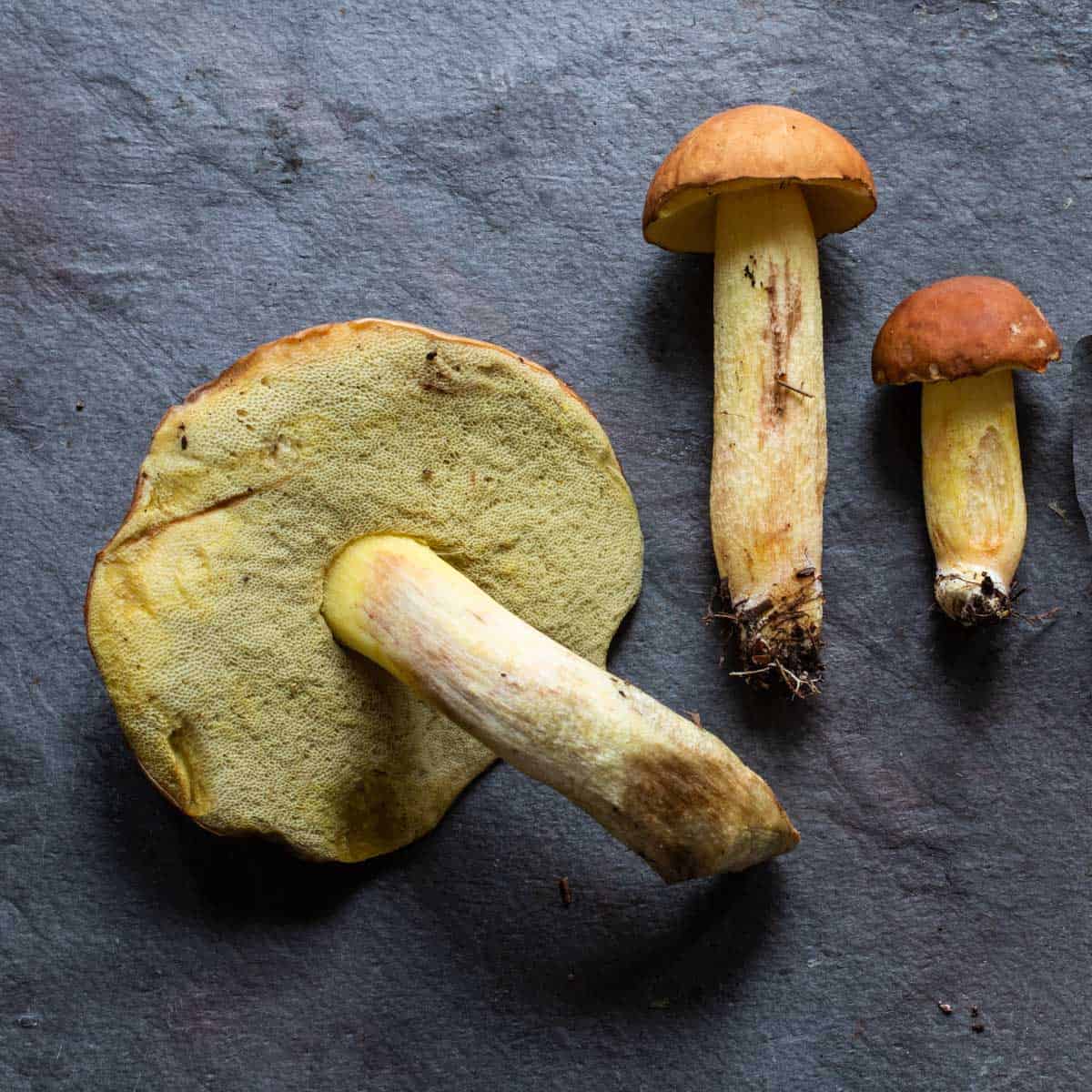 fresh young and old mushrooms on a piece of slate 