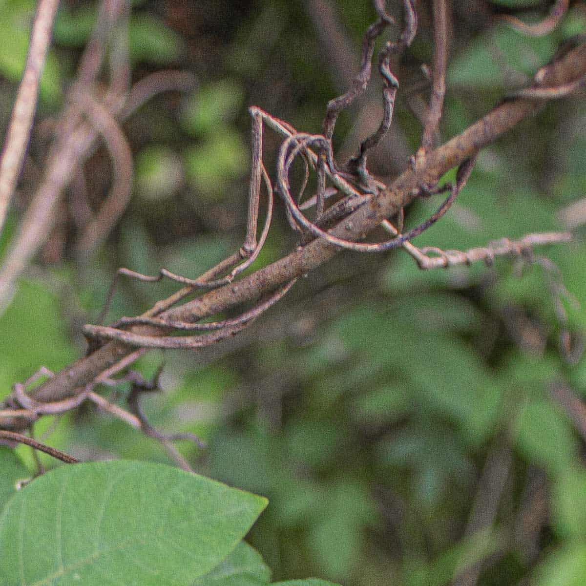 a close up image of a vine curling around a branch