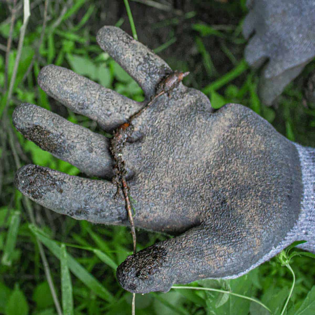 a small tuber connected to a rhizome on a gloved hand