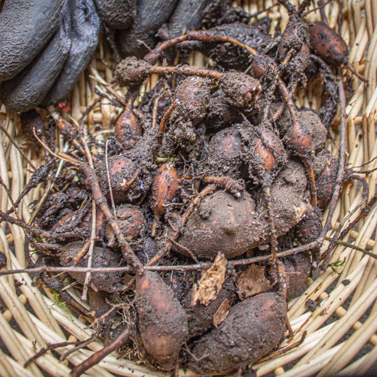 a basket of tubers covered in dirt with a pair of gloves