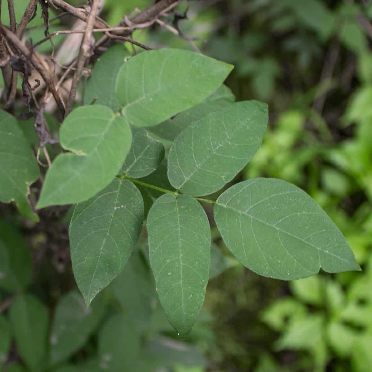 leaves of a vine that look like bean leaves