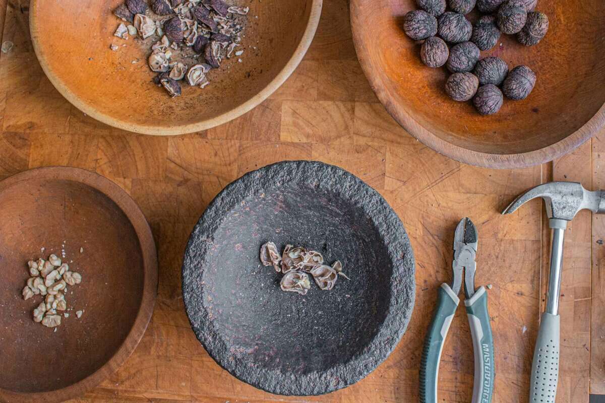 A picture showing the process of cracking black walnuts and removing the nuts from the shell. 