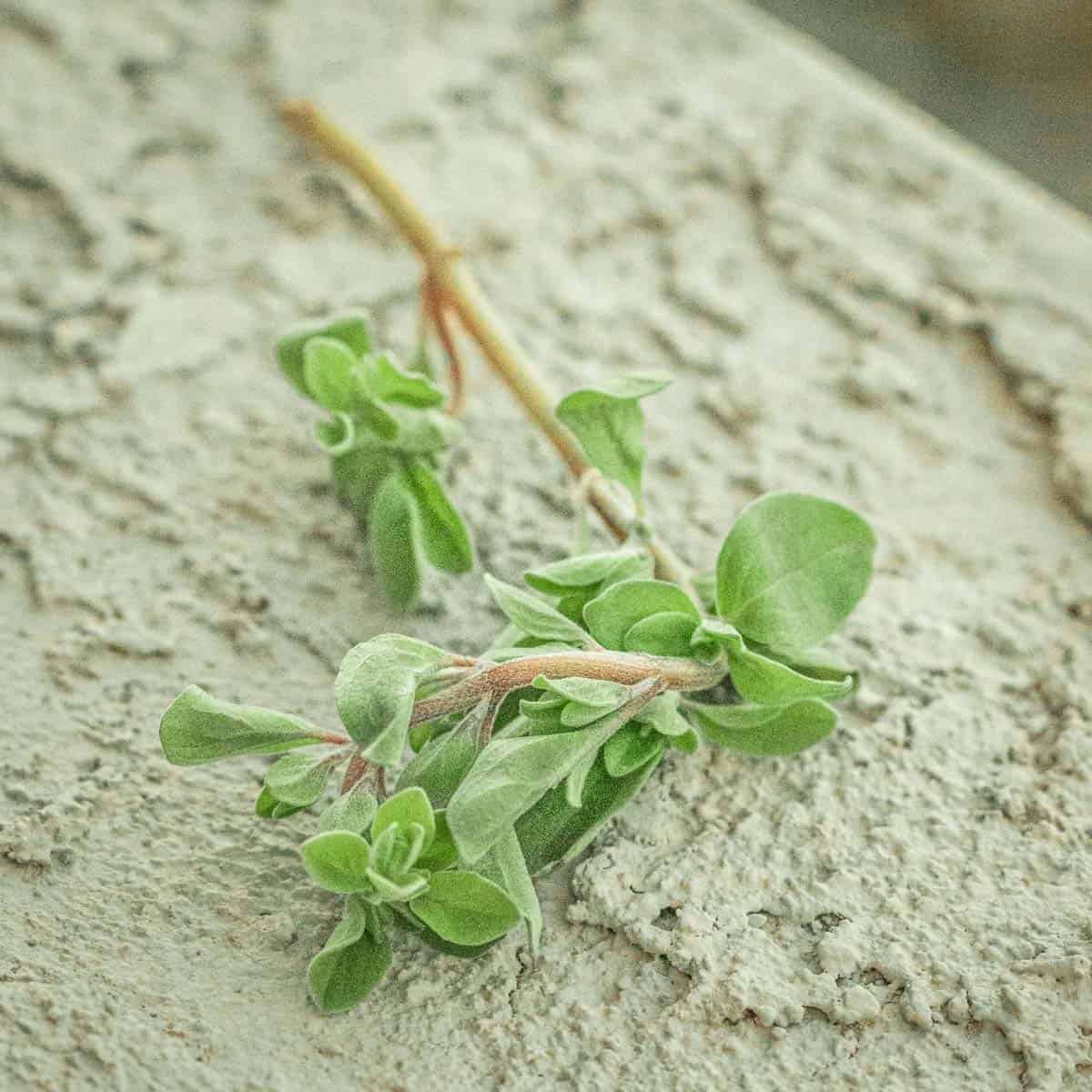 a sprig of fresh marjoram 