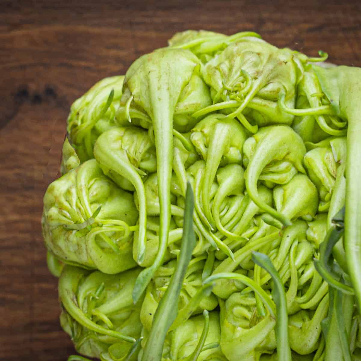 close up of puntarelle chicory heart 