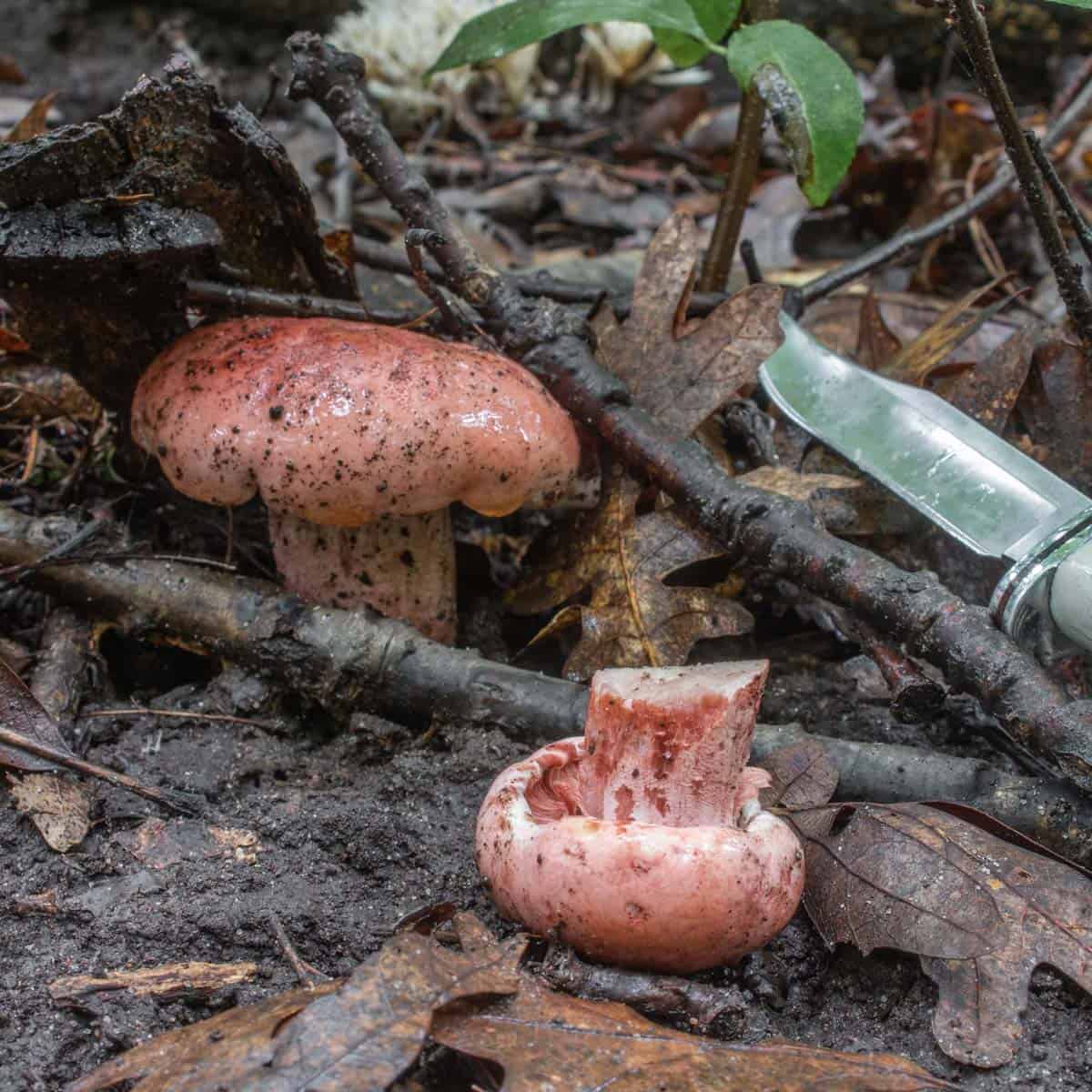Hygrophorus russula mushrooms in the woods.