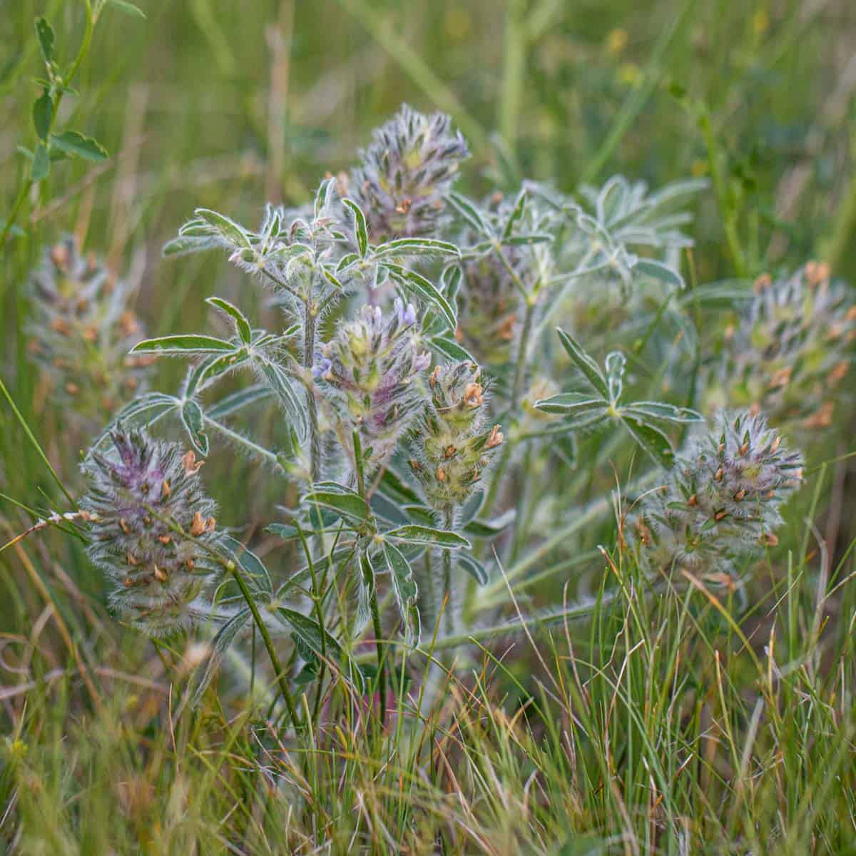 Timpsila, prairie turnip, or Psoralea esculenta in the field 