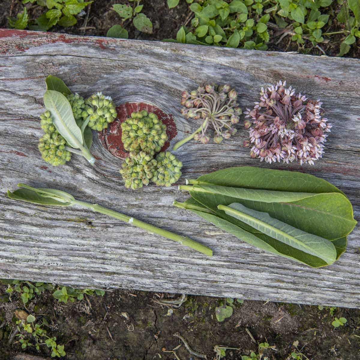 Various edible parts of milkweed: shoots, flowers, unripe flowers, mature unripe flowers, leaves