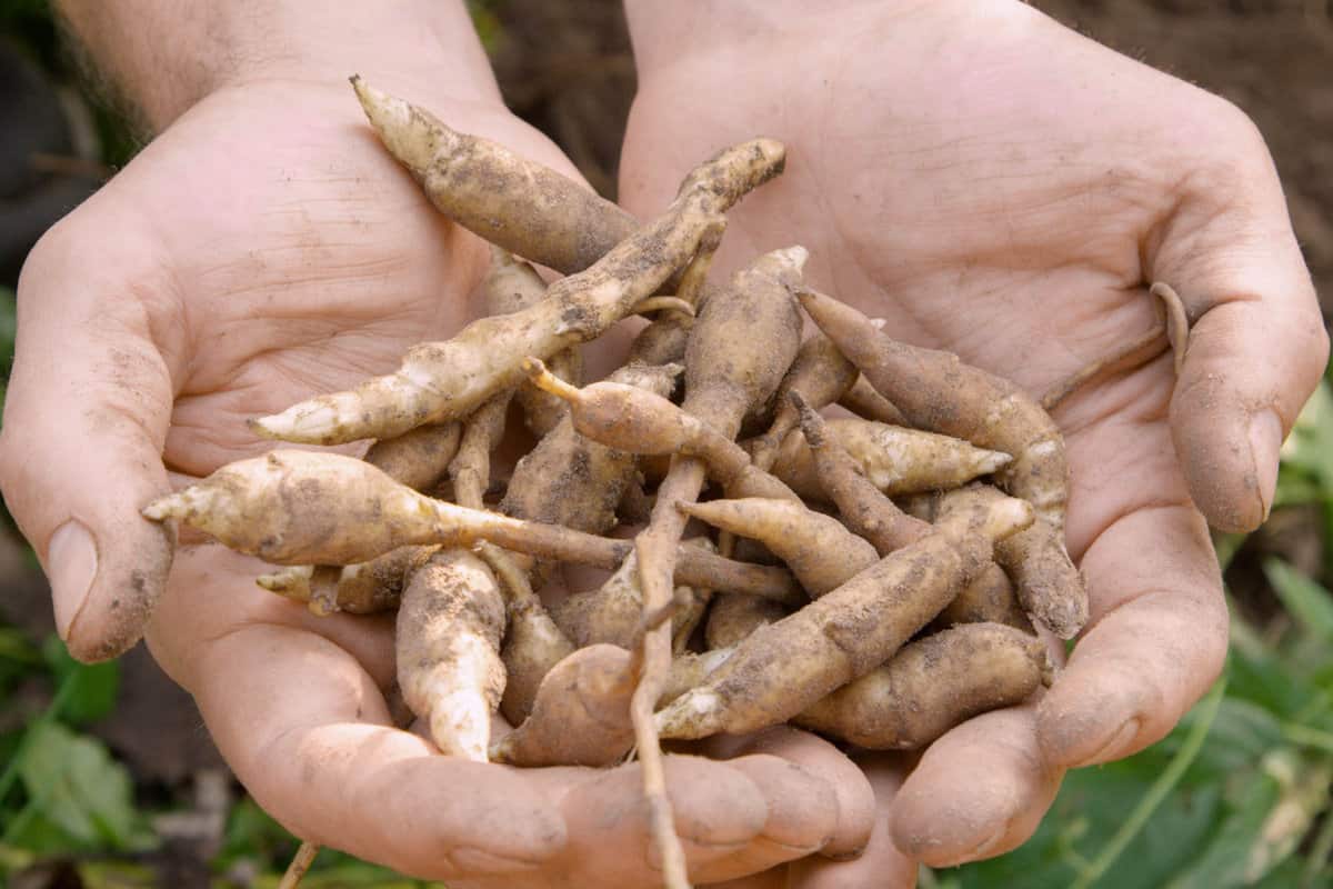 Wild sunchokes or Jerusalem artichokes