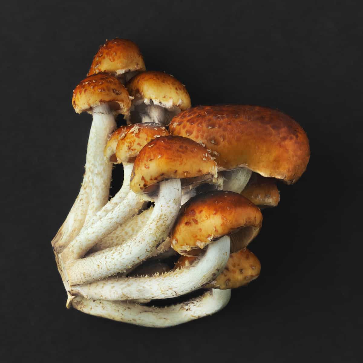 cluster of chestnut mushrooms or Pholiota adiposa 
