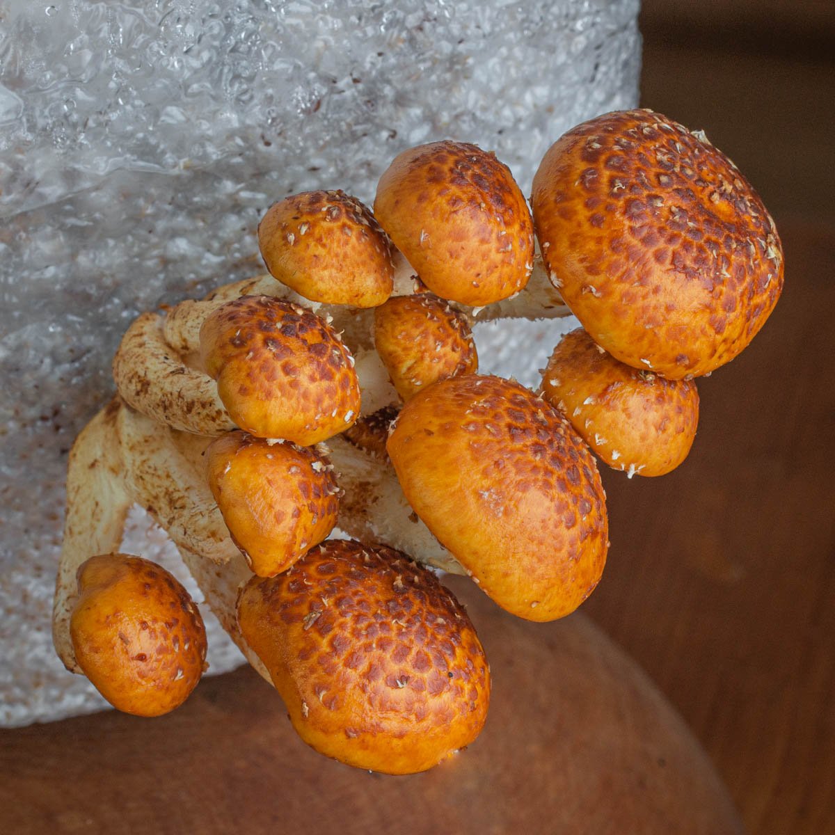 chestnut mushrooms growing from a fruiting block 