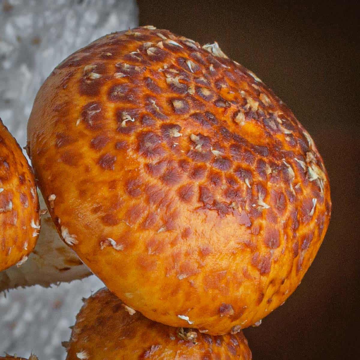 Chestnut mushroom pholiota adiposa