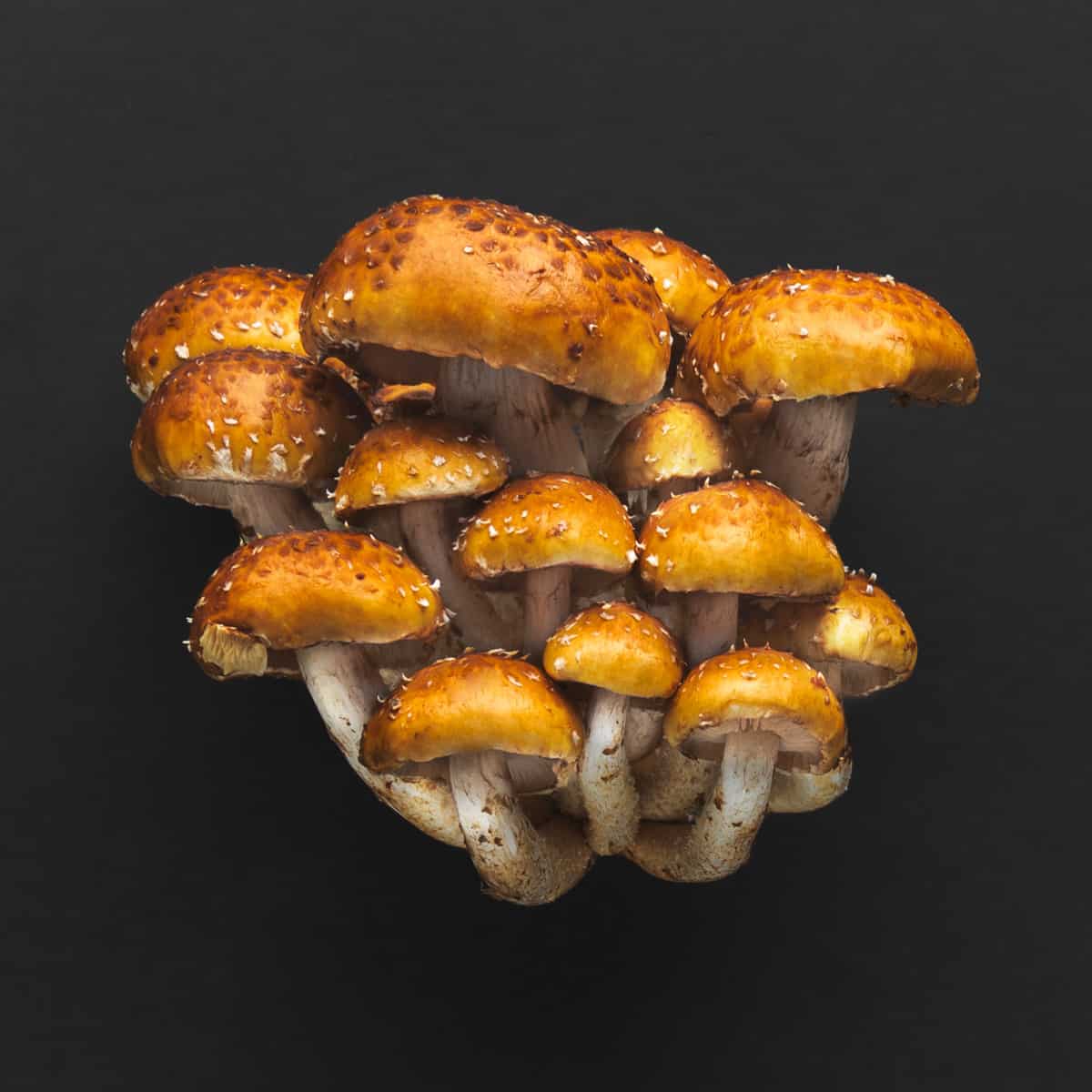 a cluster of chestnut mushrooms Pholiota adiposa