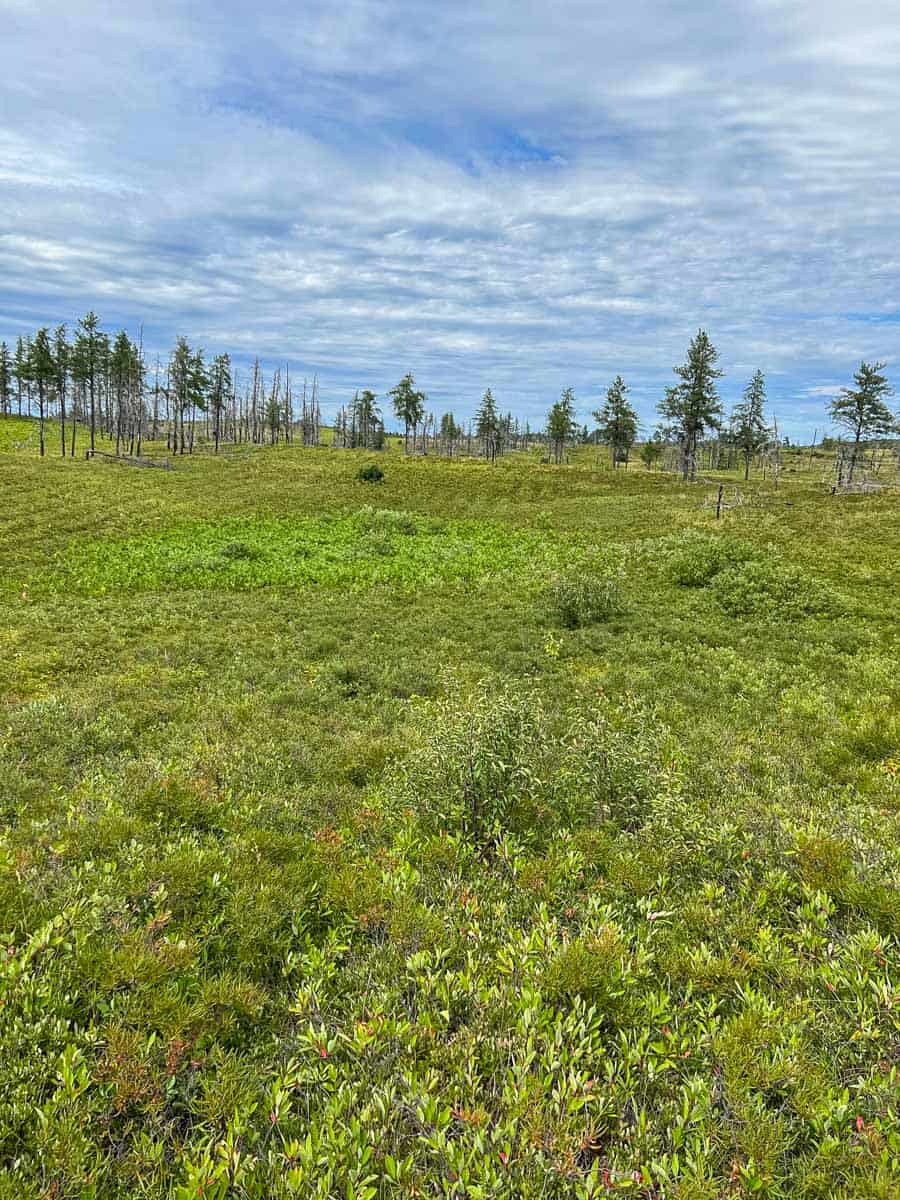 the Wisconsin pine barrens in August