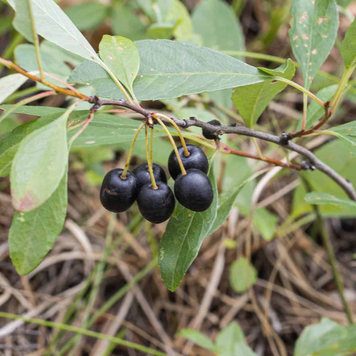 Black cherries on a bush