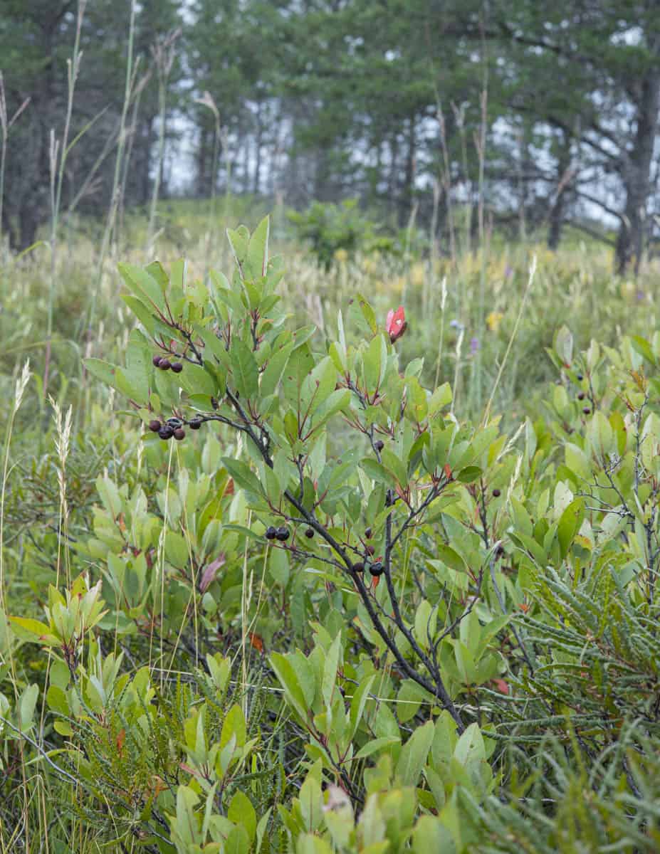 Black cherries on a shrub in an open area