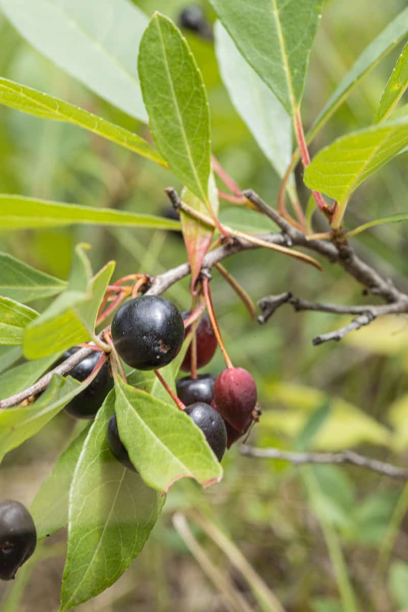 Ripe sand cherries Prunus pumila