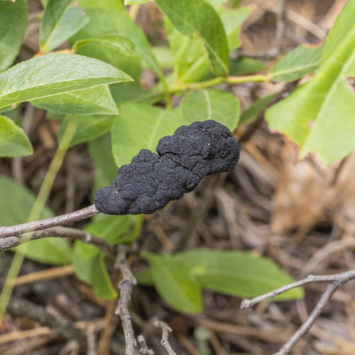 black knot fungus on a cherry branch