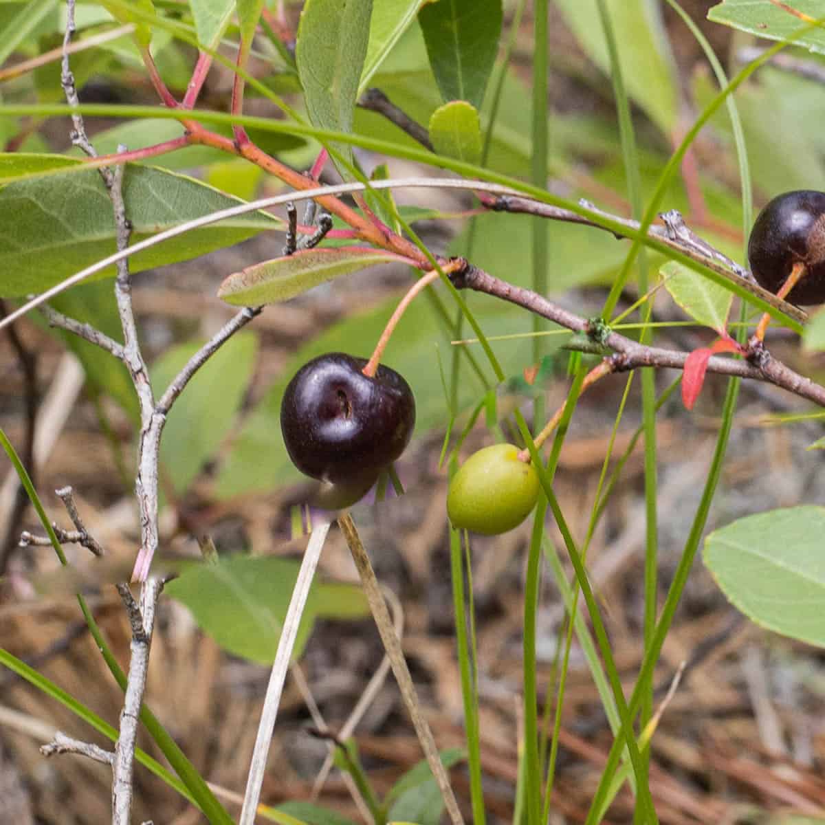 black and green cherries on a branch