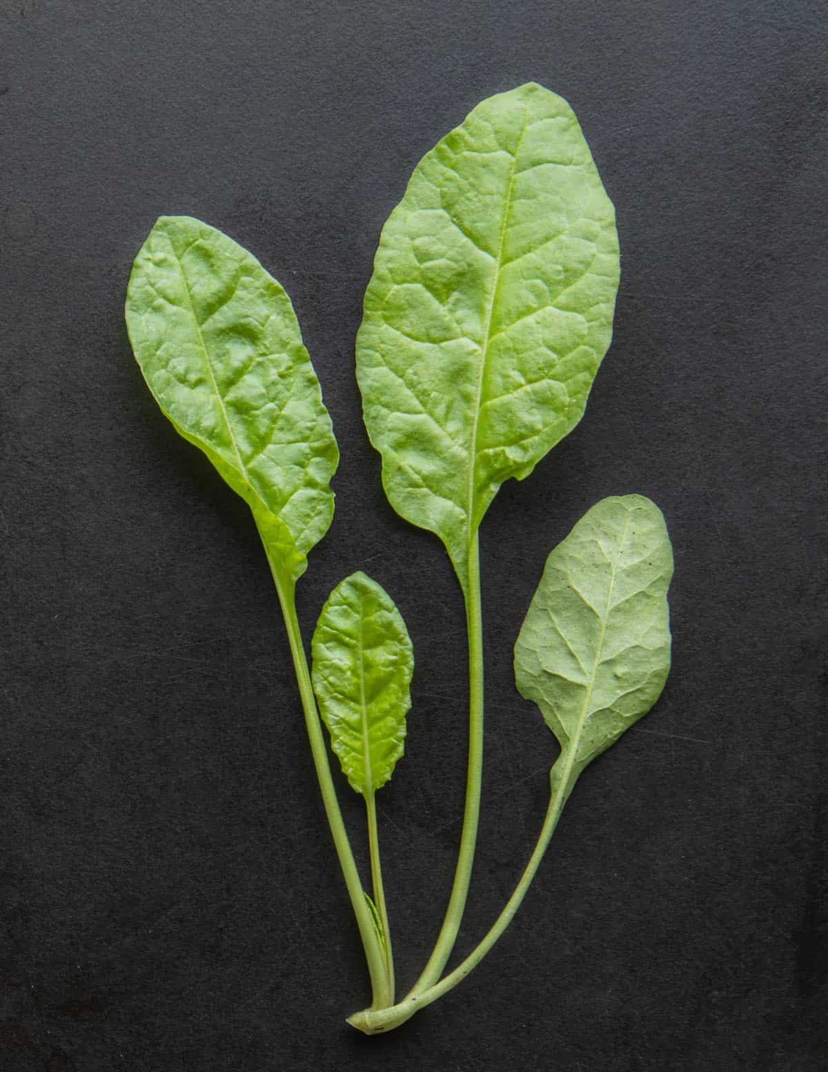 Sea beet Beta Vulgaris subsp maritima botanical image on a black background 