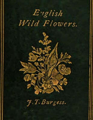 Old English Wild Flowers: To be Found by the Wayside, Fields, Hedgerows, Rivers, Moorlands, Meadows and Seashore by Joseph Tom Burgess (1868)