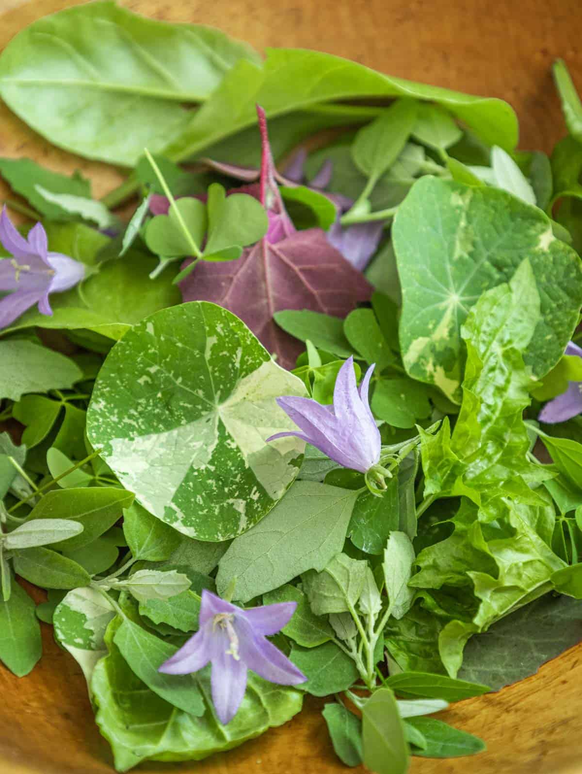 a salad of greens in a bowl including sea beet 