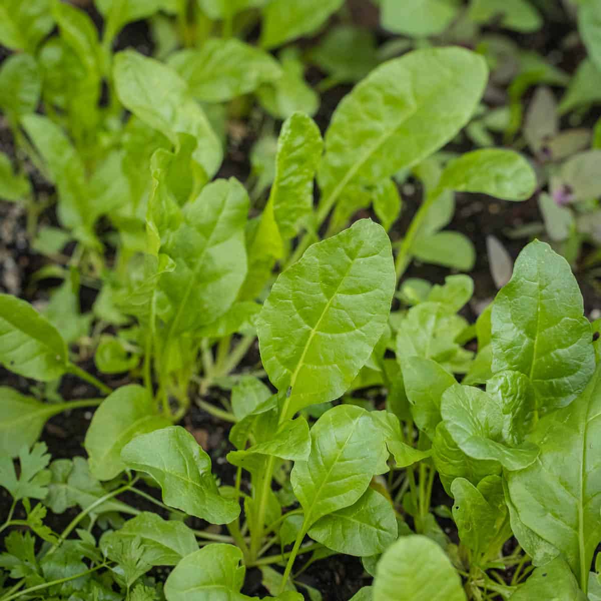 Sea beet greens growing in a garden 